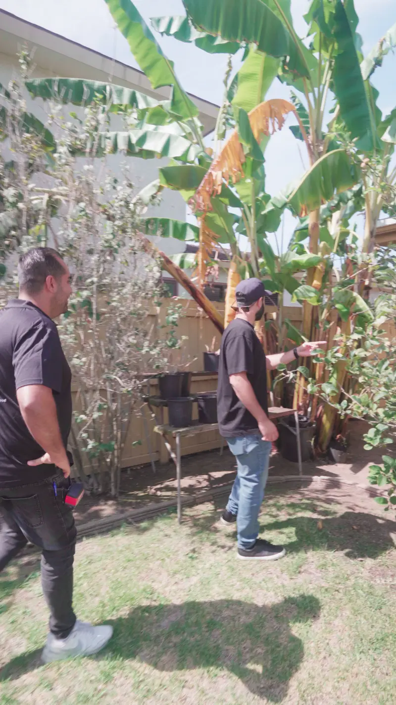 Banana trees in the backyard